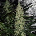 Super Skunk (Spliff Seeds) feminisiert