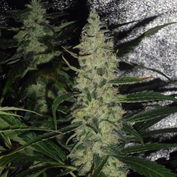 Afghan Skunk Feminisiert (Spliff Seeds)