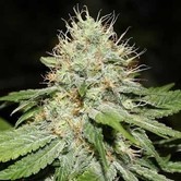 Sweet 'n' Sour Indoor (Spliff Seeds) feminized