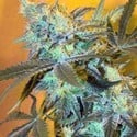 White Widow (Spliff Seeds) feminisiert