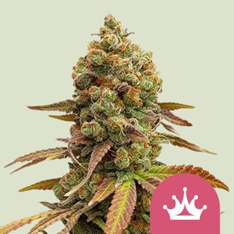 Special Queen 1 (Royal Queen Seeds) feminisiert