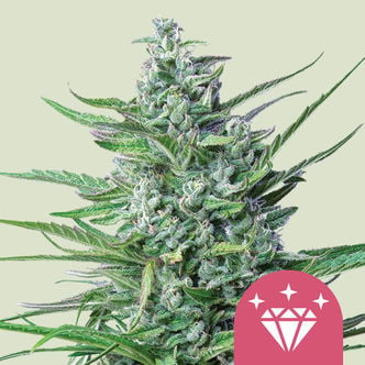 Special Kush 1 (Royal Queen Seeds) feminisiert