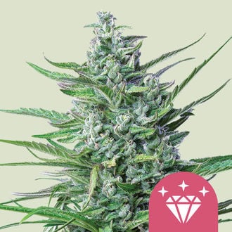 Special Kush 1 (Royal Queen Seeds) feminized