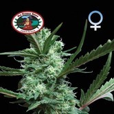 Cheesus (Big Buddha Seeds) feminized