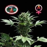 Automatic (Big Buddha Seeds) feminized
