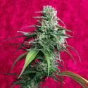 Juanita La Lagrimosa (Reggae Seeds) feminized