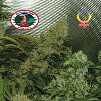 Bubble Cheese (Big Buddha Seeds) feminisiert