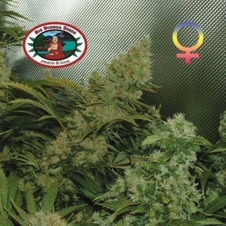 Bubble Cheese (Big Buddha Seeds) feminized