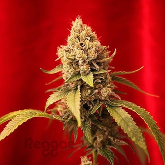 Dancehall (Reggae Seeds) regular