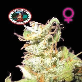 Buddha Haze (Big Buddha Seeds) feminized