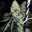 Deadhead OG (Cali Connection) feminisiert