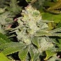 Deadhead OG (Cali Connection) feminisiert