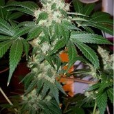 Chem Valley Kush (Cali Connection) feminized