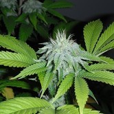 OGiesel (Cali Connection) feminized