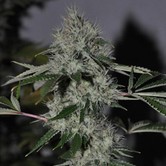 Chem 4 OG (Cali Connection) feminized