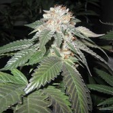 Julius Caesar (Cali Connection) feminized