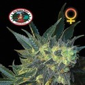 Chiesel (Big Buddha Seeds) feminized