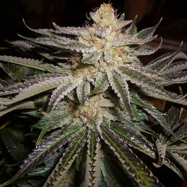 Original Sour Diesel Cali Connection Feminized Zamnesia