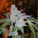 Buddha Tahoe OG (Cali Connection) feminized