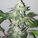 Girl Scout Cookies (Cali Connection) feminisiert
