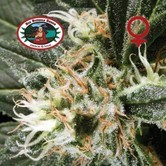 G Bomb (Big Buddha Seeds) feminized