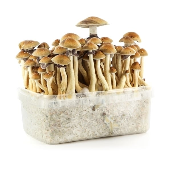 Supa Gro Kit 100% 'Brazil' | 🍄 Magic Mushrooms - Zamnesia