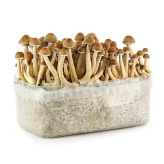 Vente de kit de culture de champignons Grow Kit Thai - Setnatur