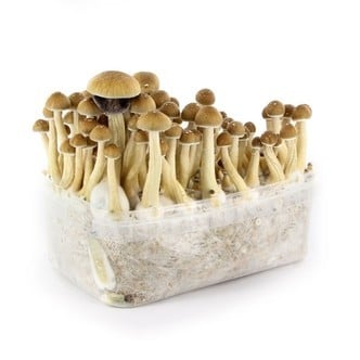 100% Mycelium Kit 'Ecuador' (Supa Gro)