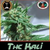 The Kali (Big Buddha Seeds) feminized
