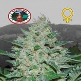 Freeze Cheese &acute;89 (Big Buddha Seeds) feminized