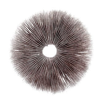 Spore Print Psilocybe Cubensis Ecuador