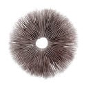 Spore Print Psilocybe Cubensis Ecuador