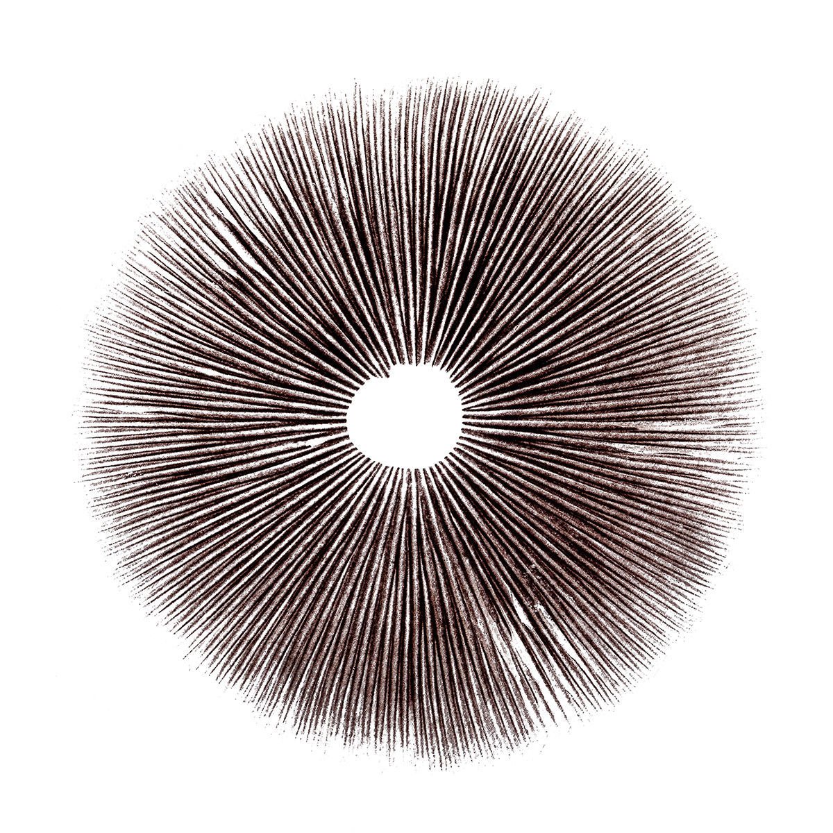 Spore Print Psilocybe Cubensis Ecuador Zamnesia