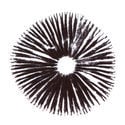 Spore Print Psilocybe Cubensis Golden Teacher