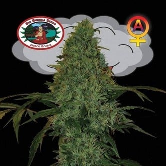 Critical Mass Automatic (Big Buddha Seeds) feminized