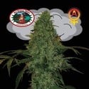 Critical Mass Automatic (Big Buddha Seeds) feminisiert