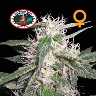 Cheese Dawg (Big Buddha Seeds) feminisiert