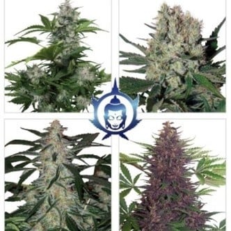 Assorted Auto (Buddha Seeds) feminisiert