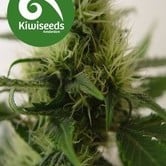 Daddy's Girl (Kiwi Seeds) feminized