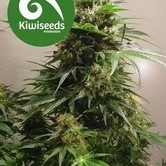 Kiwiskunk (Kiwi Seeds) feminized