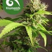 Mako Haze (Kiwi Seeds) feminized