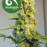 Milkyway (Kiwi Seeds) feminized