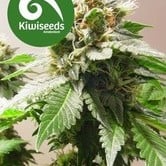 Mt Cook (Kiwi Seeds) feminized