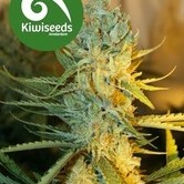 Ray's Choice (Kiwi Seeds) feminized