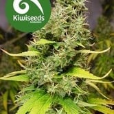 White Island (Kiwi Seeds) feminized