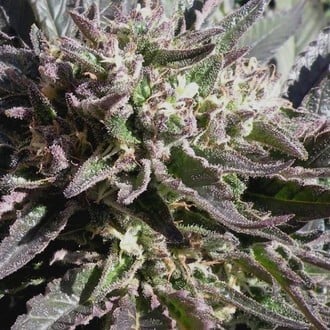 Frencheese (French Touch Seeds) feminisiert