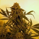 Guillotine (French Touch Seeds) feminized