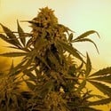 Guillotine Auto (French Touch Seeds) feminized