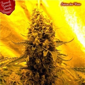 Sativa Des Rois (French Touch Seeds) feminized