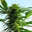 Mega Power Plant (Spliff Seeds) feminisiert